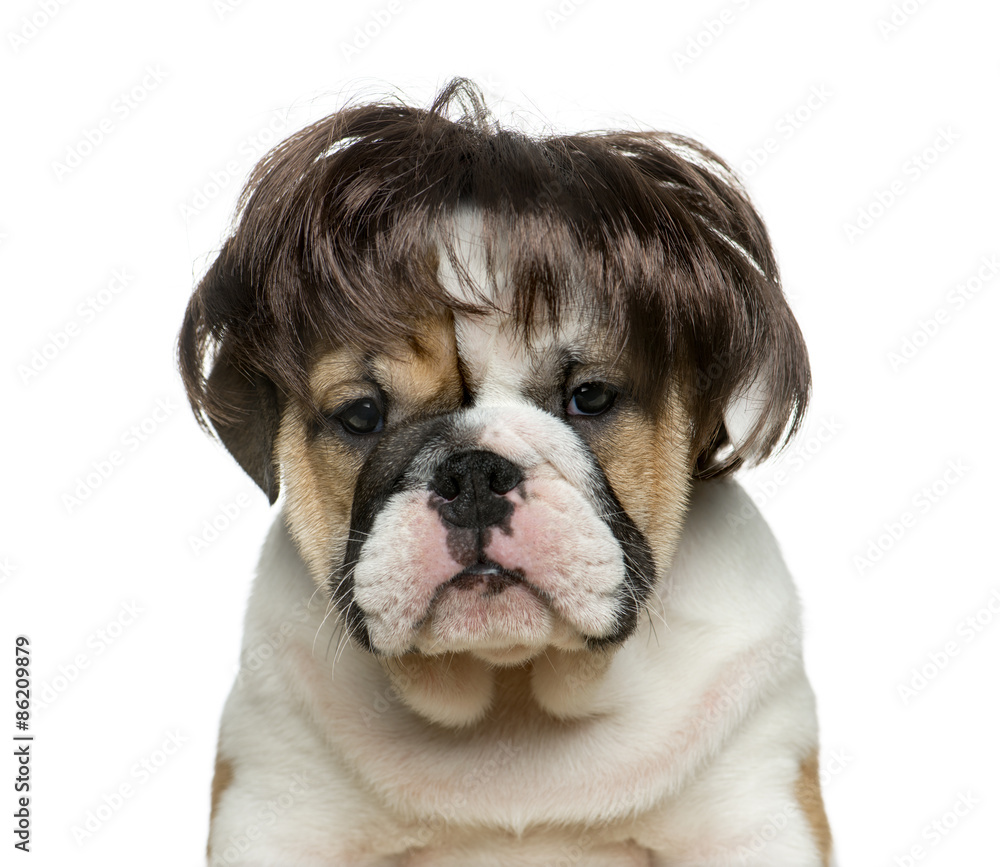Obraz premium English bulldog puppy wearing a wig