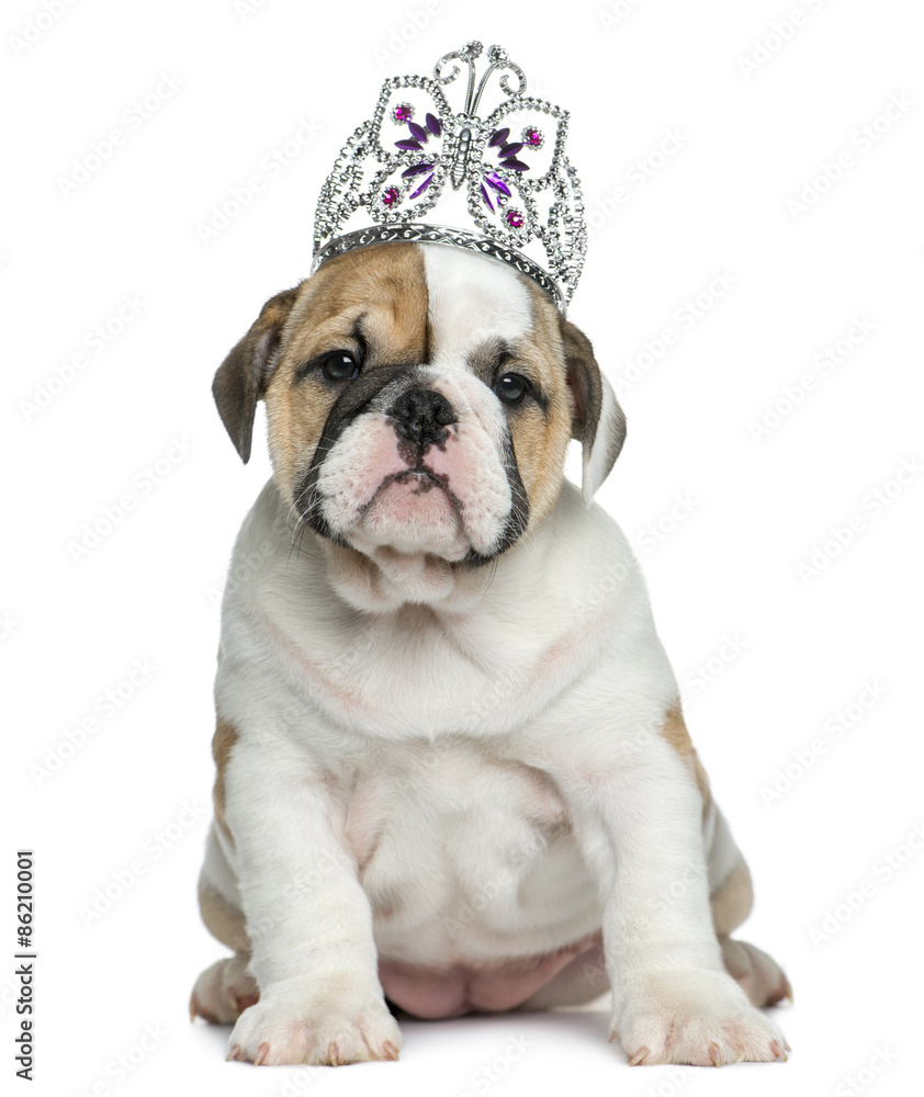 English bulldog puppy wearing a diadem