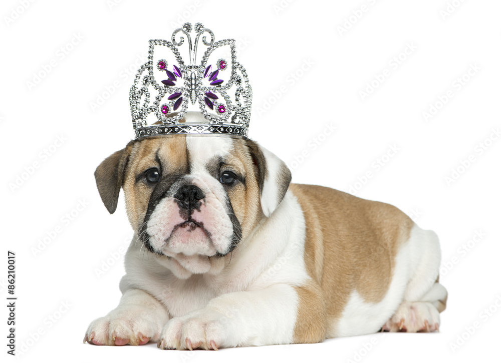 English bulldog puppy wearing a diadem