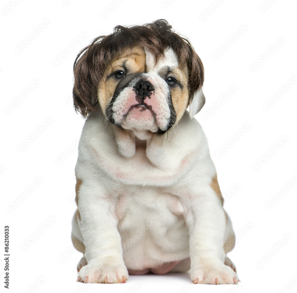 English bulldog puppy wearing a wig