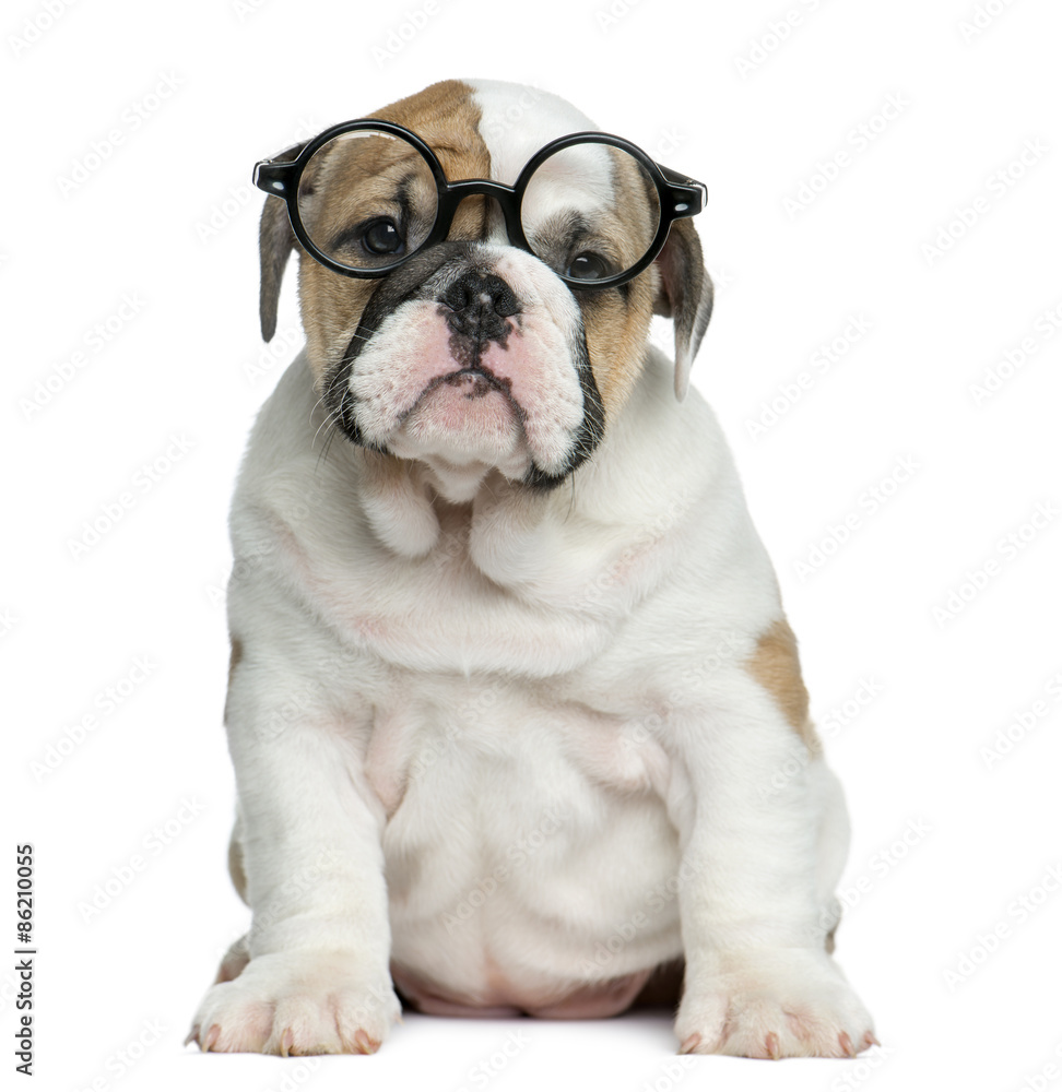 English bulldog puppy wearing glasses