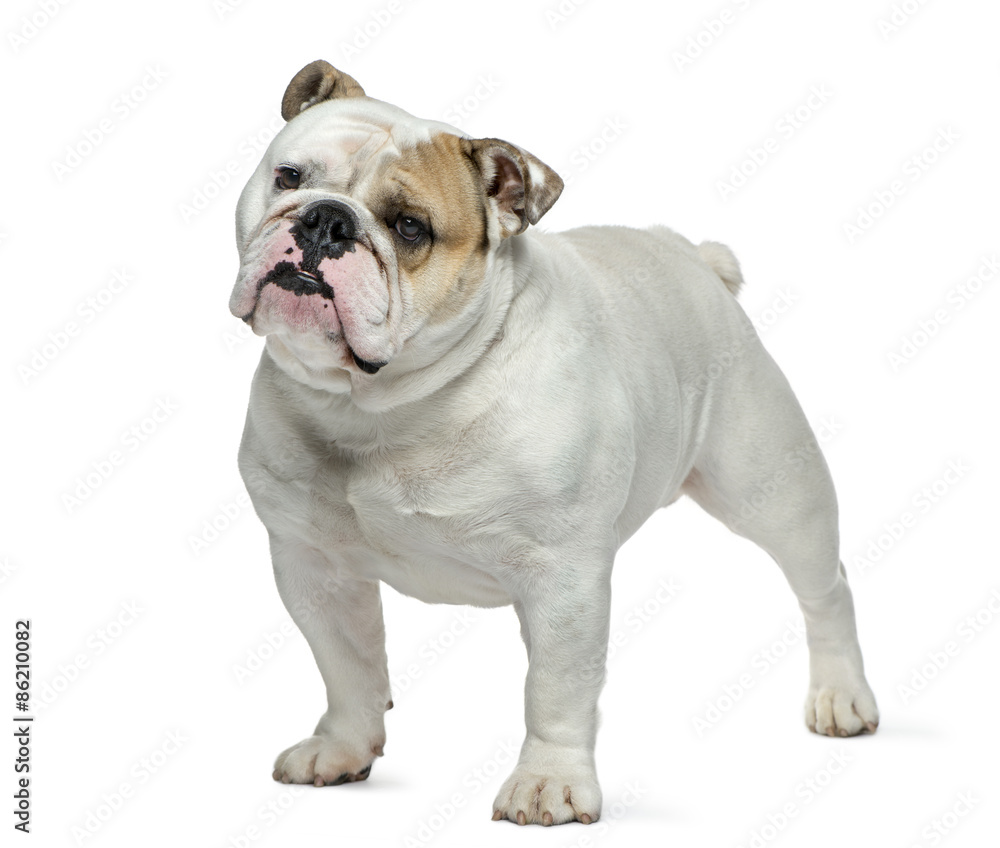 English bulldog in front of white background
