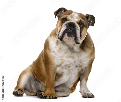 English Bulldog (1 year old) in front of a white background © Eric Isselée