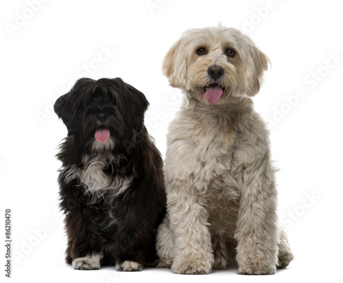 Tibetan Terrier and puppy in front of a white background