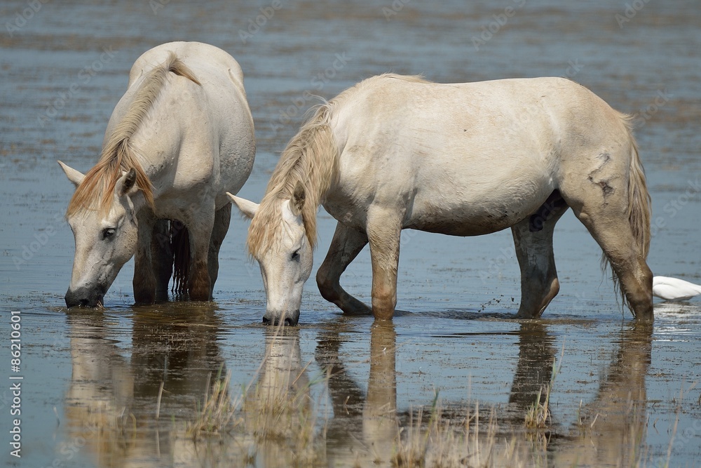 Obraz premium Cavallo Camargue