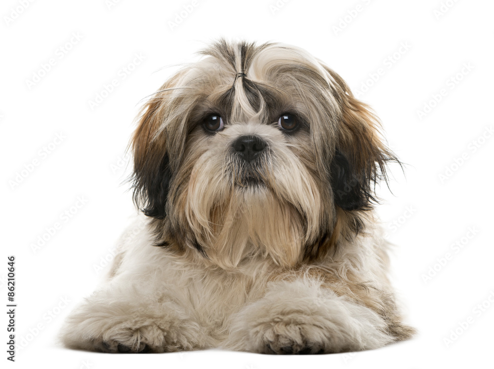 Shih Tzu in front of a white background Shih Tzu in front of a white background