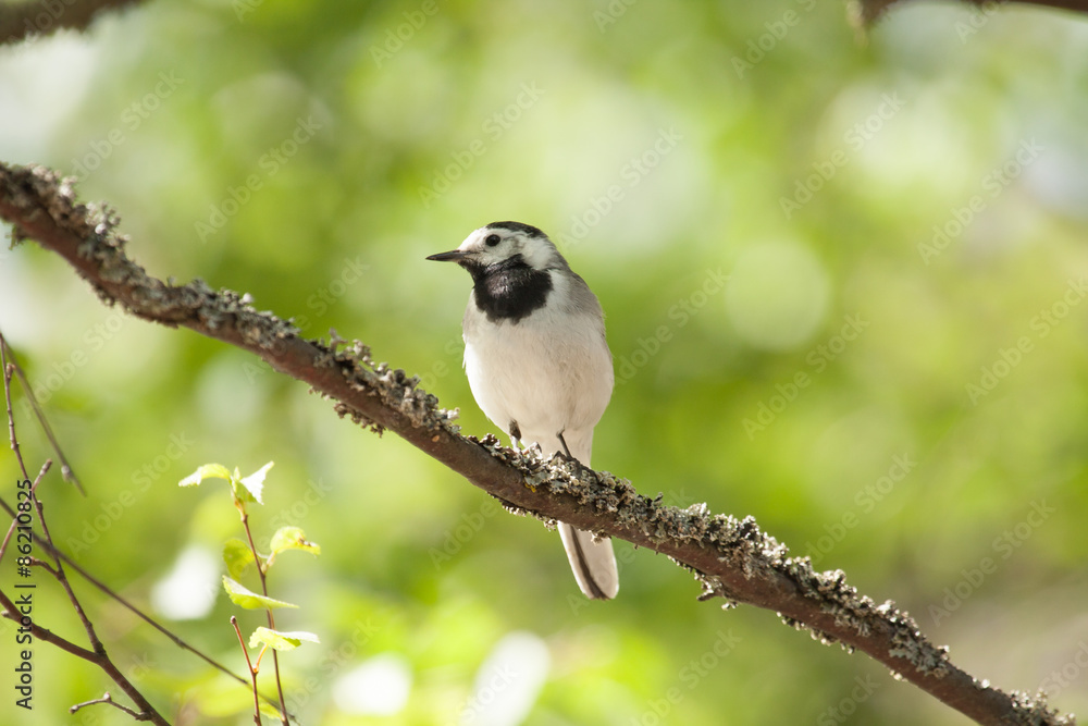 White wagtail bird sits on tree branch