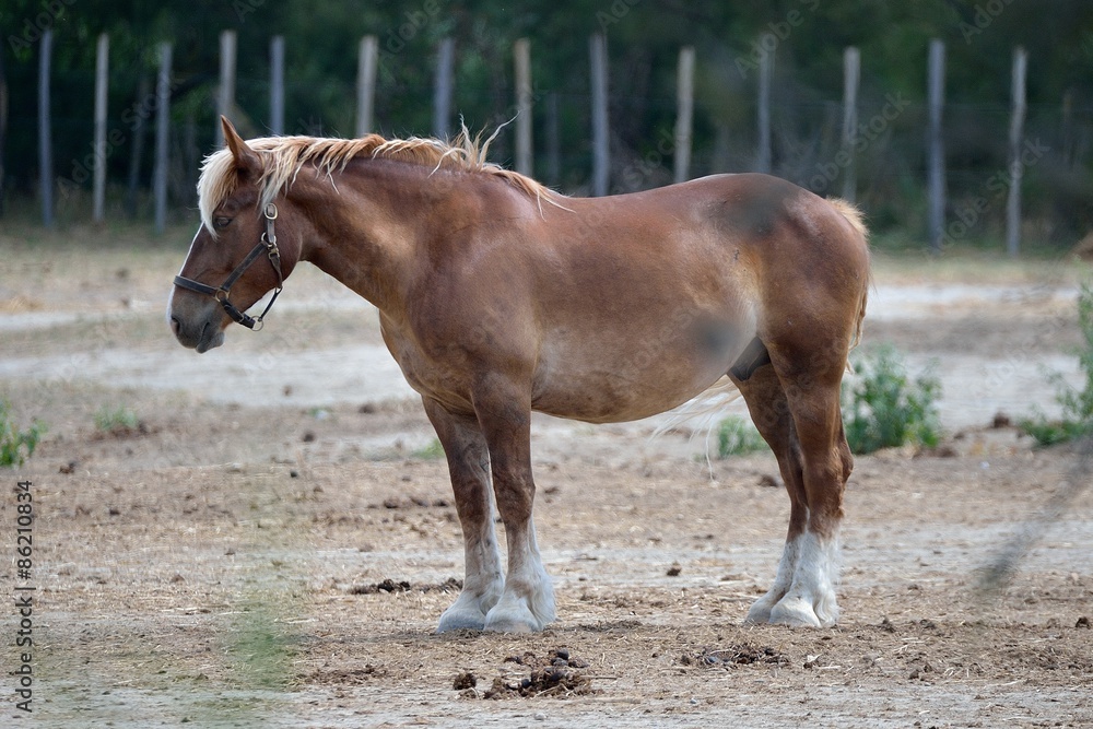 Fototapeta premium Cavallo Camargue
