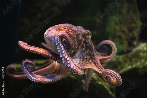 Obraz Common octopus (Octopus vulgaris).