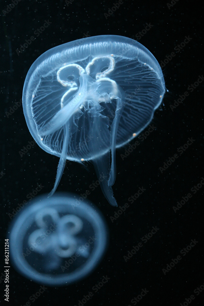 Fototapeta premium Moon jellyfish (Aurelia aurita) in an aquarium. .