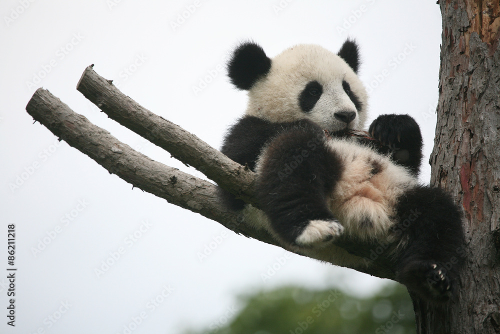 Obraz premium Giant panda cub (Ailuropoda melanoleuca).