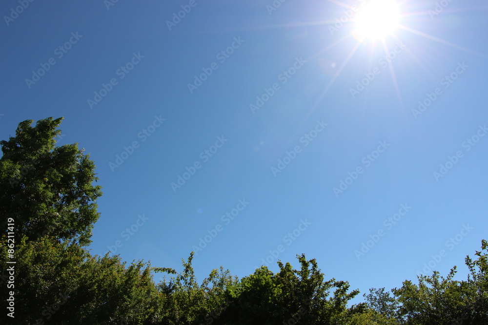 Obraz premium Baumkronen unter Sonne