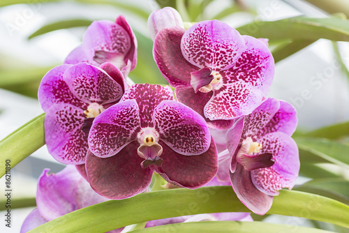 Fotografie Pink violet vanda orchid flower hanging in plant nursery.