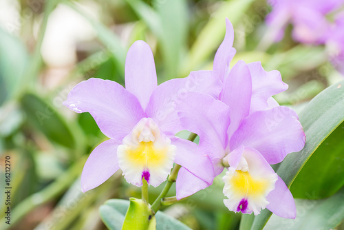 Violet cattleya orchid flower.