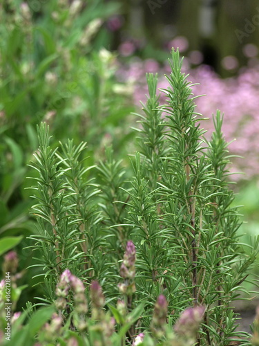 Rosemary in the herbal garden