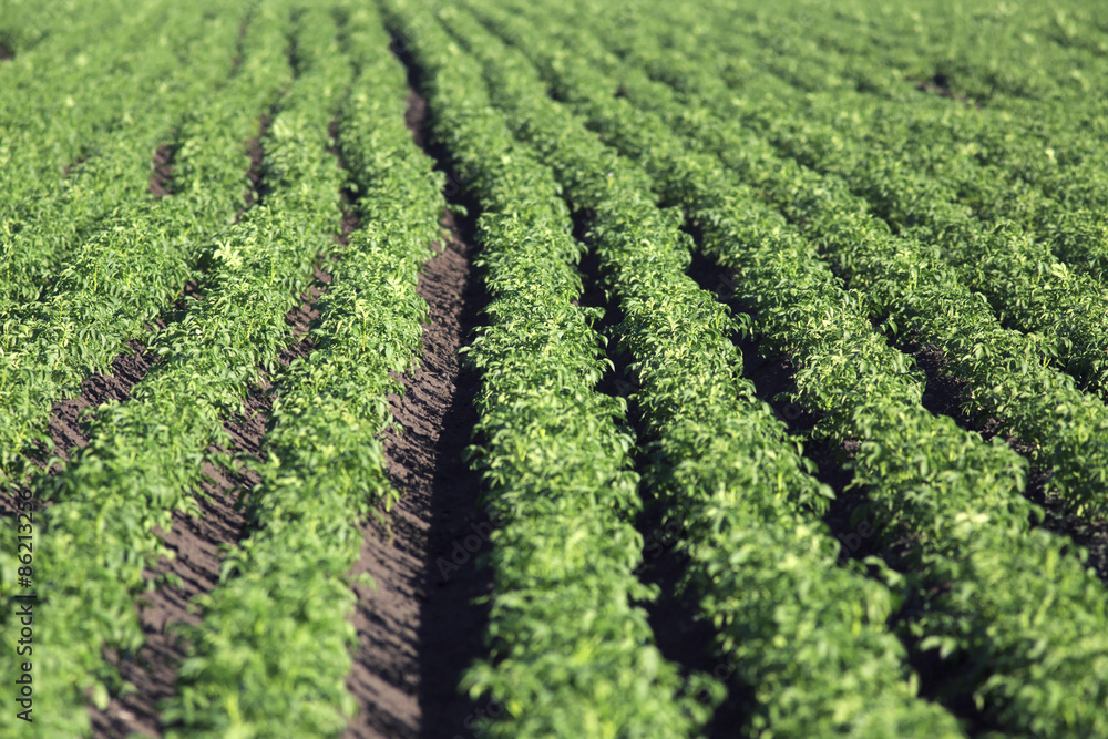 Beautiful rows on field planted with potatoes. Beautiful rows on field planted with potatoes.