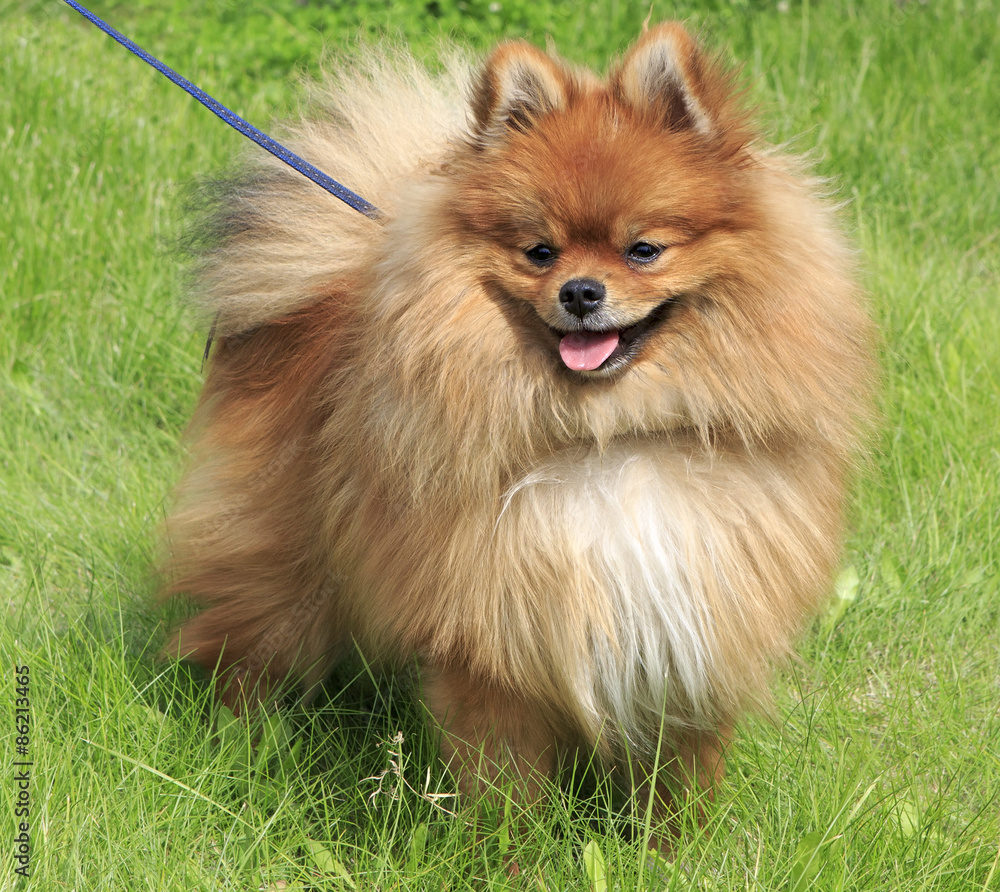 Beautiful dog on green grass Beautiful dog on green grass