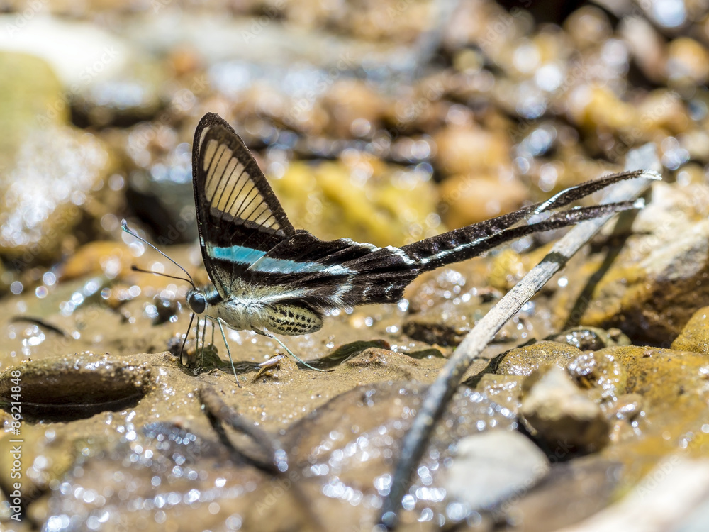 (Green Dragontail) Beautiful butterfly wings on ground in Thailand (Green Dragontail) Beautiful butterfly wings on ground in Thailand