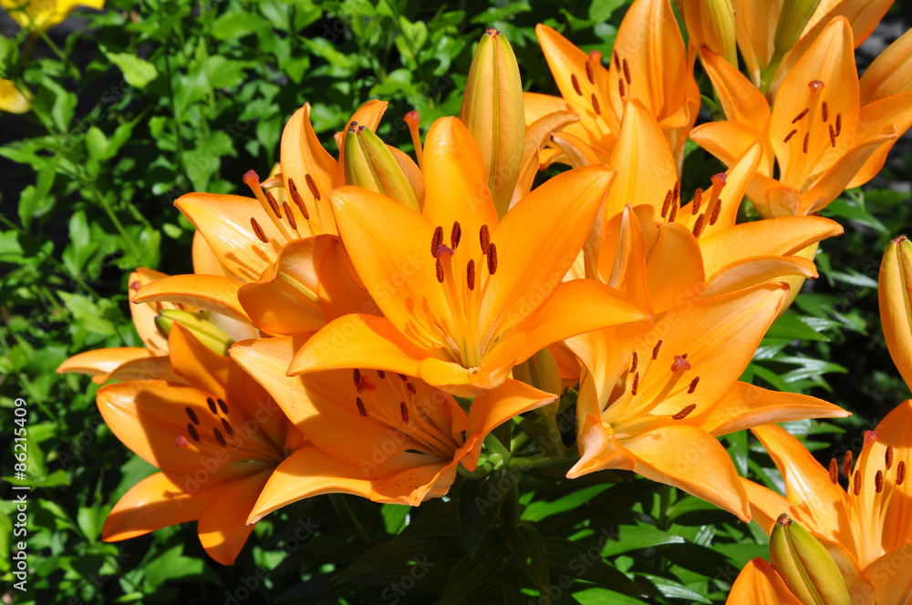 viele orange Lilien (Lilium) viele orange Lilien (Lilium)