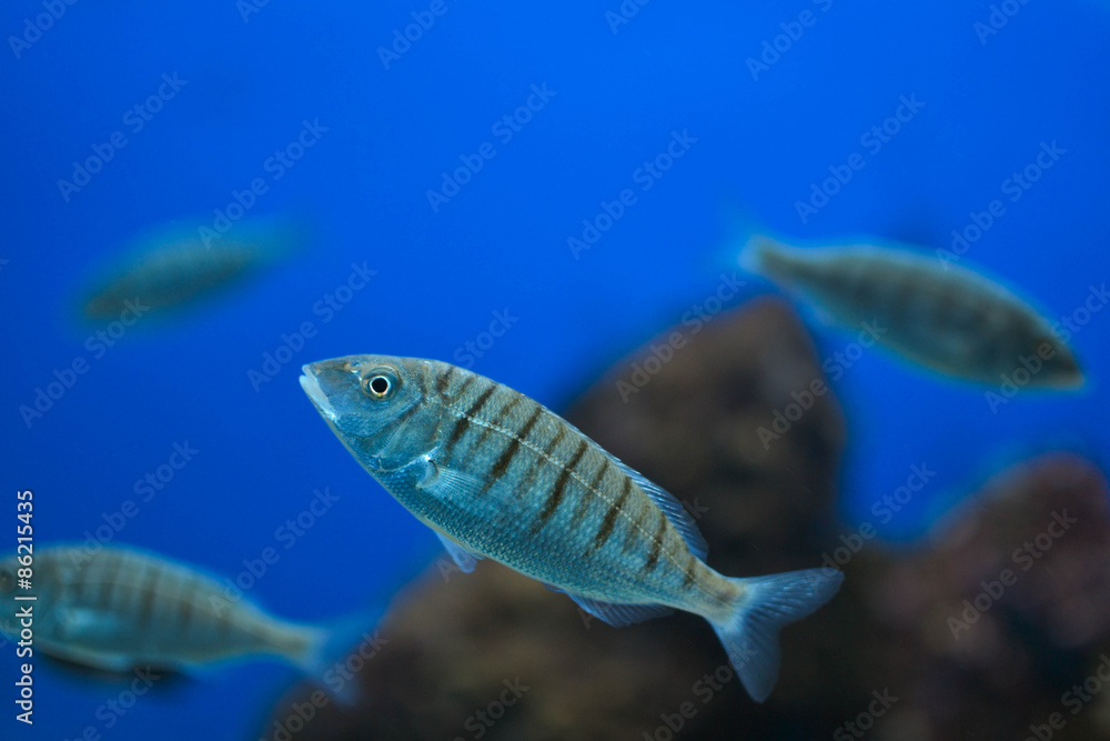 Naklejka premium Salpa (Sarpa Salpa) del Salento