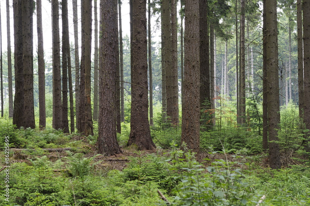 Obraz premium Nadelbäume