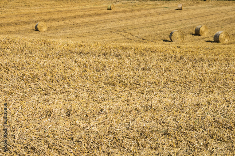 grain field, Tuscany. Italy