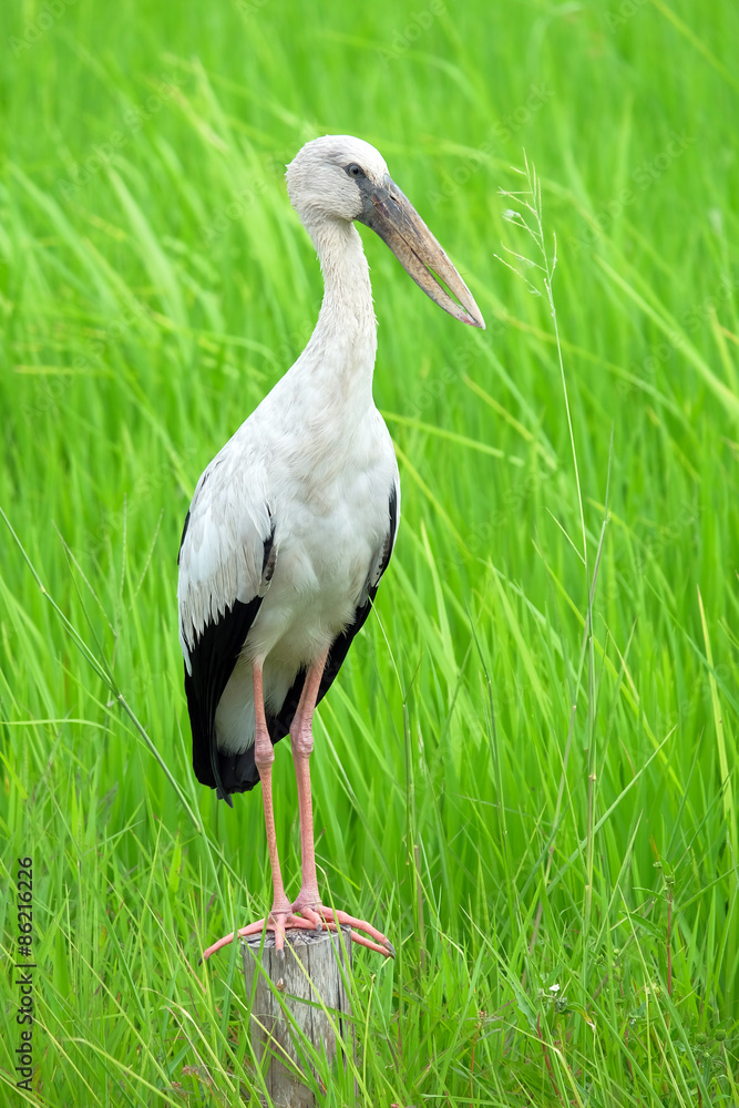Naklejka premium Beautiful bird standing on the wood