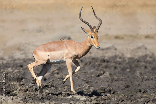 Impala ram drink water from pond with risk of crocodile