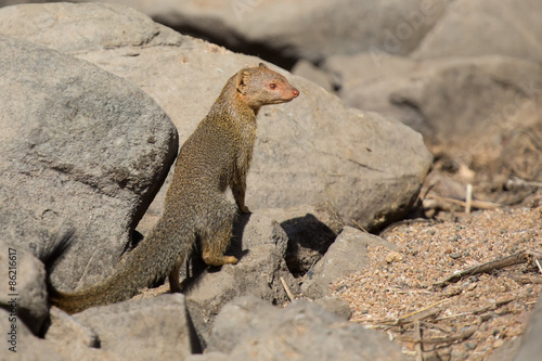 Slender mongoose forage and look for food at  rocks