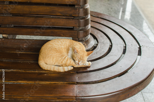 yellow cat sleeping on wood. photo