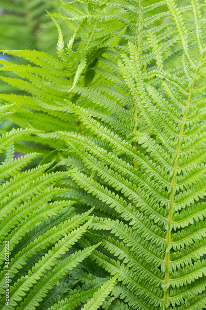 fern on the white background