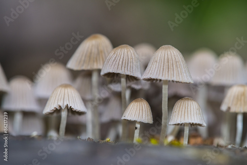 mushroom colony on old tree