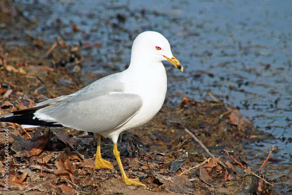 Seagull walking along the beach in autumn.  Leaves have washed up on shore blue water in background
