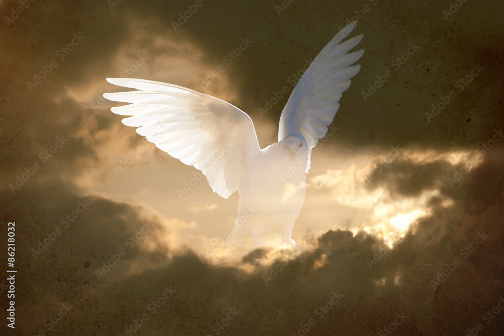 Obraz premium vintage dove abstract background