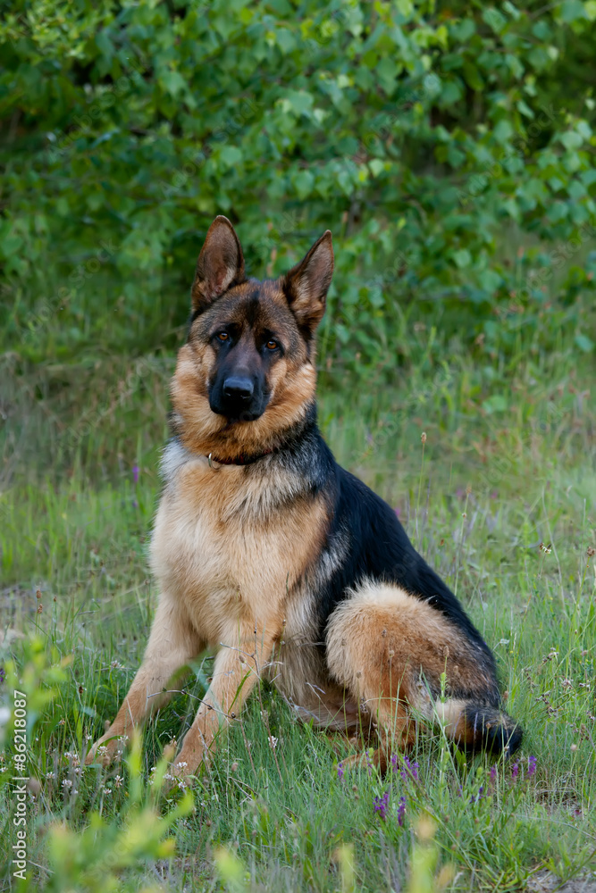 german shepherd dog portrait in the park 