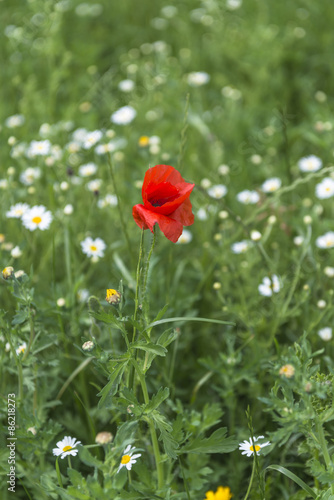 Single poppy in green meadow, shallow depth of field. A single red poppy flower in the meadow