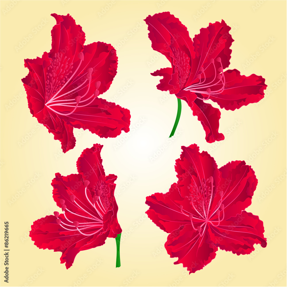 Red rhododendrons vector