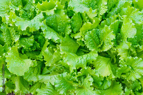 Green lettuce leaves