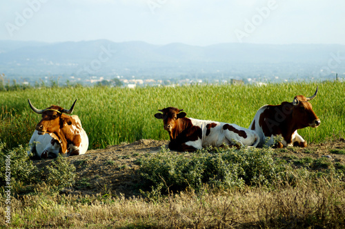 Tableau sur toile Toro manso en los arrozales del Delta del Ebro