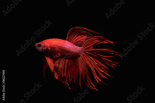 red siamese fighting fish isolated on black background