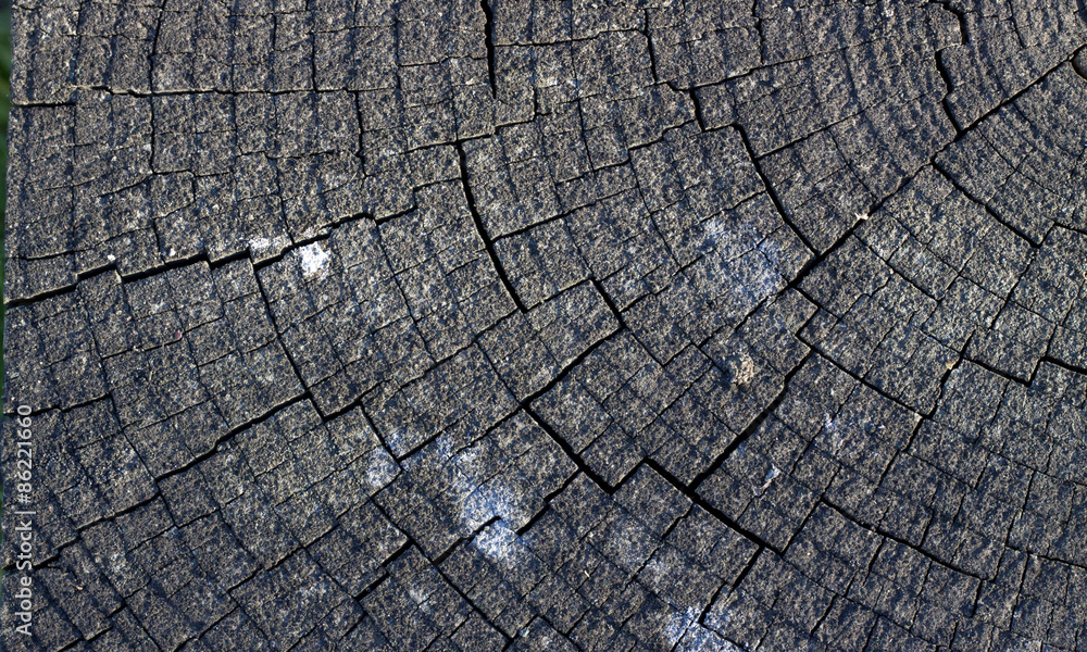 Fototapeta premium Weathered End Grain