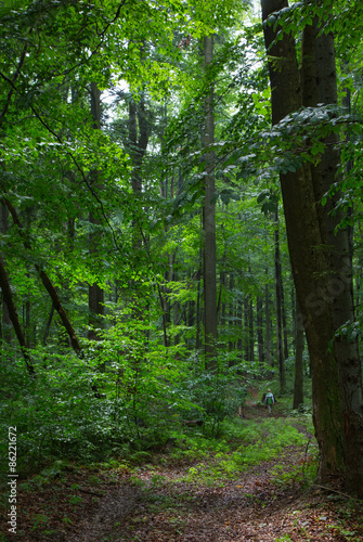 Fototapeta Naklejka Na Ścianę i Meble -  Path by natural mixed stand of Bieszczady Mountain