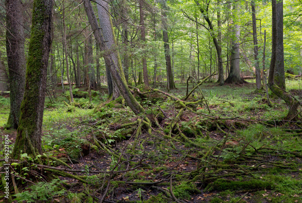 Primeval deciduous stand of Bialowieza Forest in summe Primeval deciduous stand of Bialowieza Forest in summe