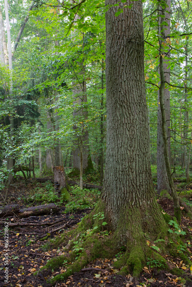 Natural stand of Bialowieza in morning mist Natural stand of Bialowieza in morning mist