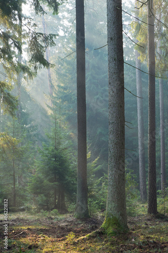Dekoracja na wymiar coniferous-stand-of-bialowieza-forest-in-morning