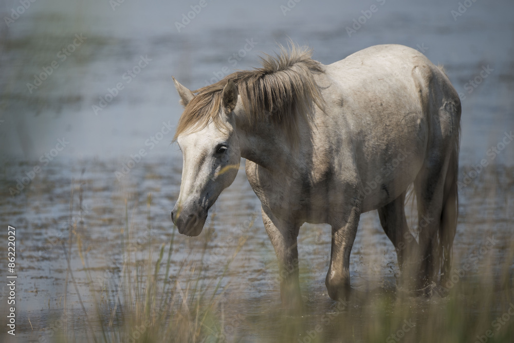Fototapeta premium Cavallo Camargue