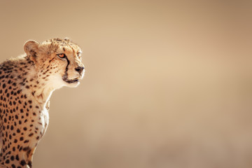 Cheetah portrait