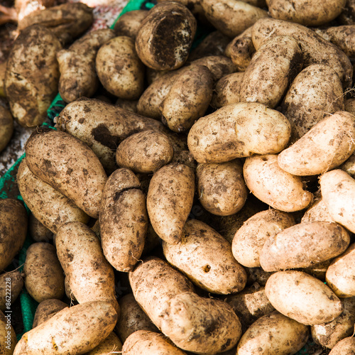 Fresh potatoes dirty on the floor. photo