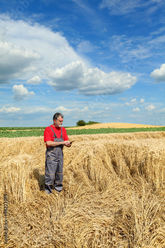 Agriculture, farmer or agronomist inspect damaged wheat field © sima