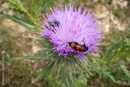 A beetles sits on a flower